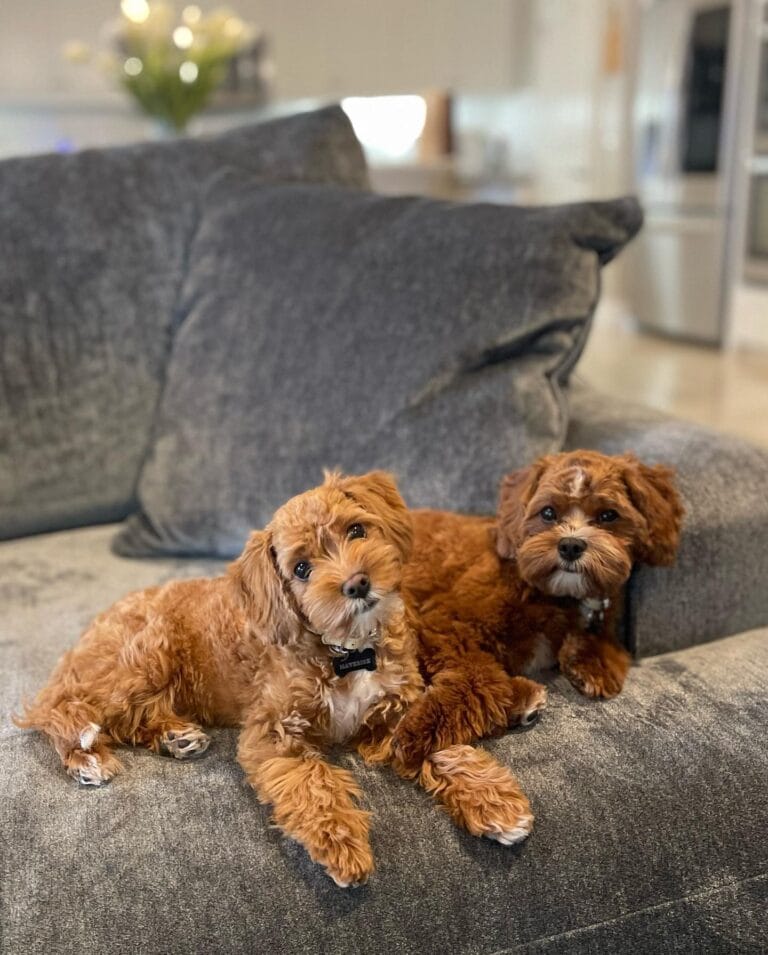 Cavapoo Haircuts: How to Keep That Teddy Bear Look Year-Round - Animalsman