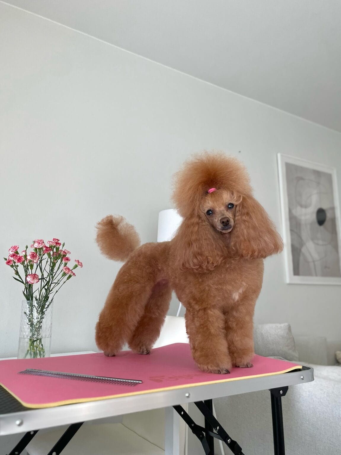 Cavapoo Haircuts: How to Keep That Teddy Bear Look Year-Round - Animalsman