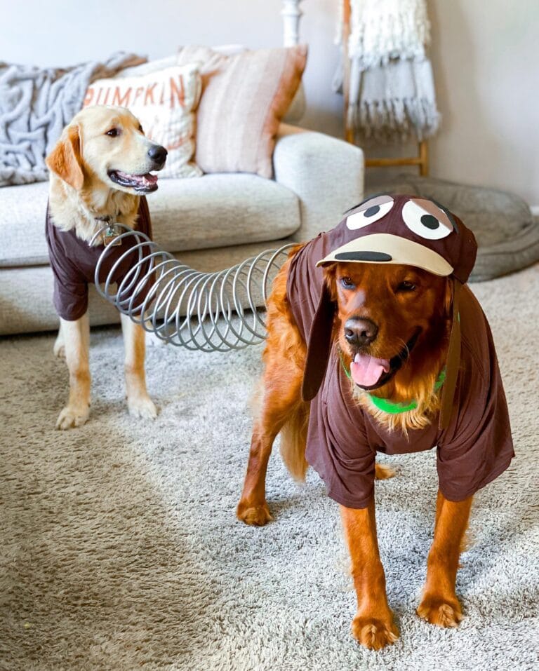 18 Hilarious Dog Costumes Your Pup Will Love! - Animalsman