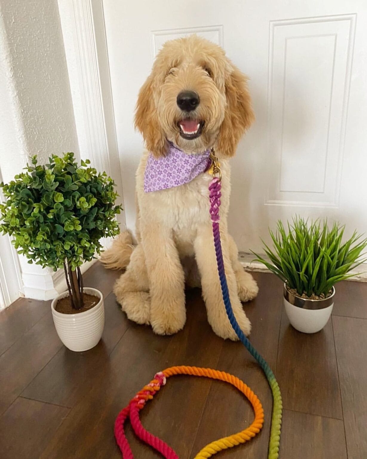 Why I Stopped Buying Dog Leashes — And Started Making Them - Animalsman