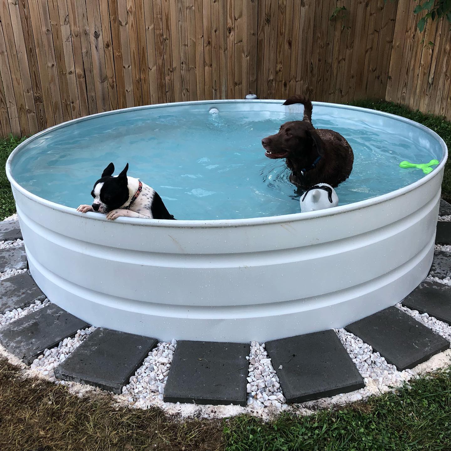 10 Fun Designs for Your DIY Dog Pool - Animalsman