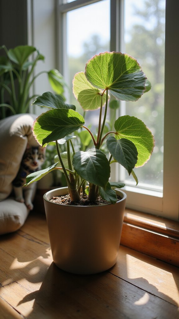 charming pet friendly houseplant option