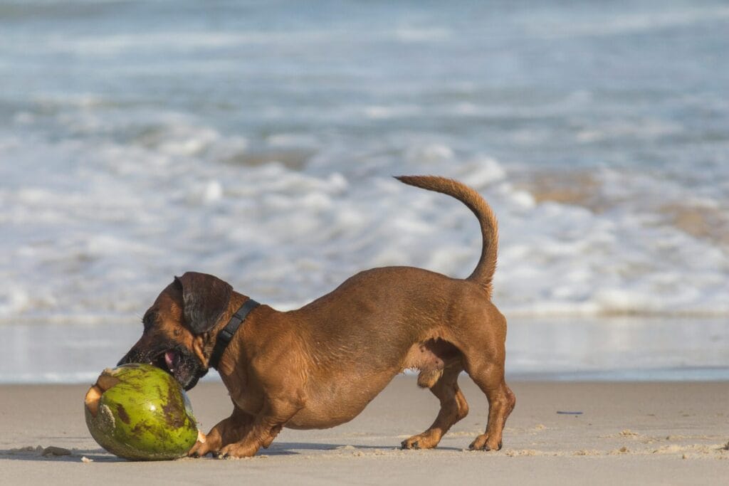 A dachshund plays with a coconut on a sandy beach in Rio de Janeiro, Brazil.