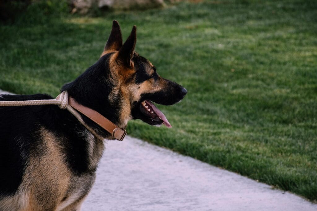 A German Shepherd dog standing on a leash outdoors, enjoying a sunny day.