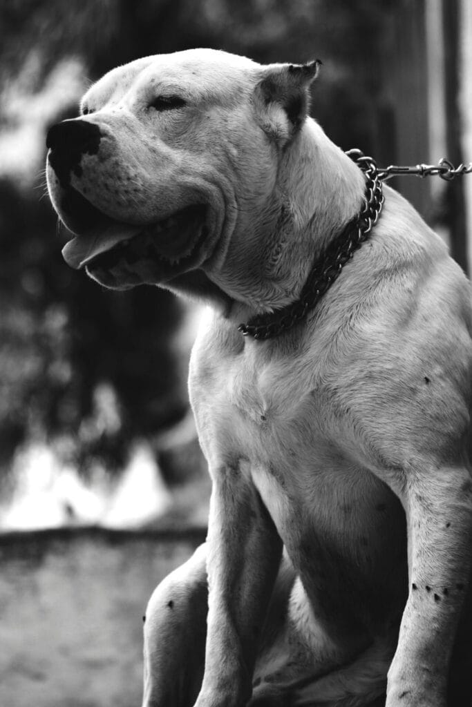 Black and white image capturing a pit bull dog in close-up, showcasing its strong features.