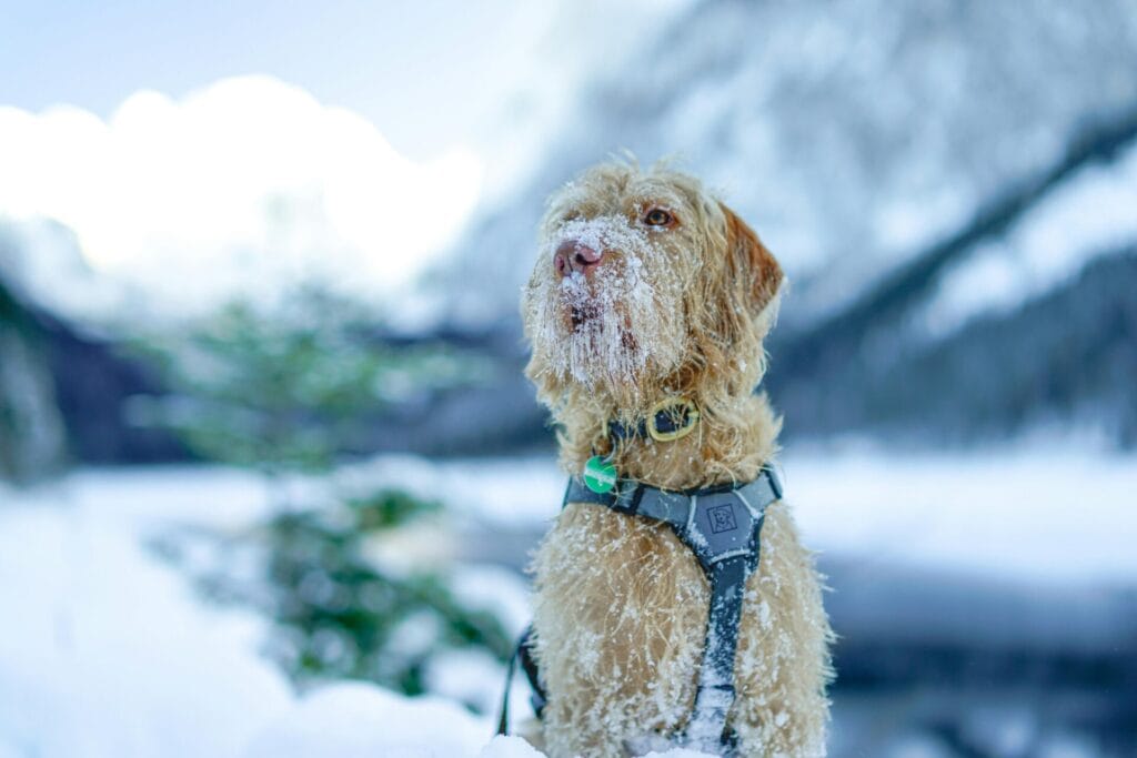 An Irish Wolfhound wearing a harness sits in a snowy landscape, enjoying winter's chill.