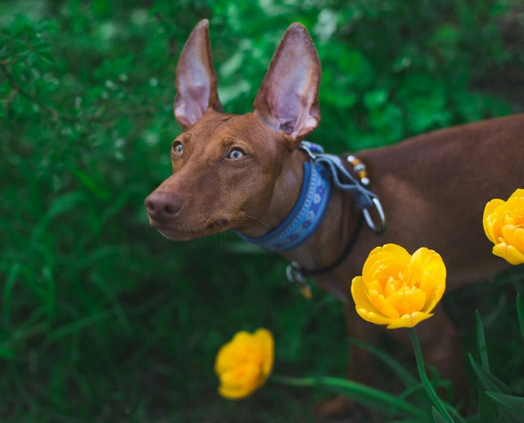 A Pharaoh Hound stands alert among vibrant yellow tulips in lush greenery.