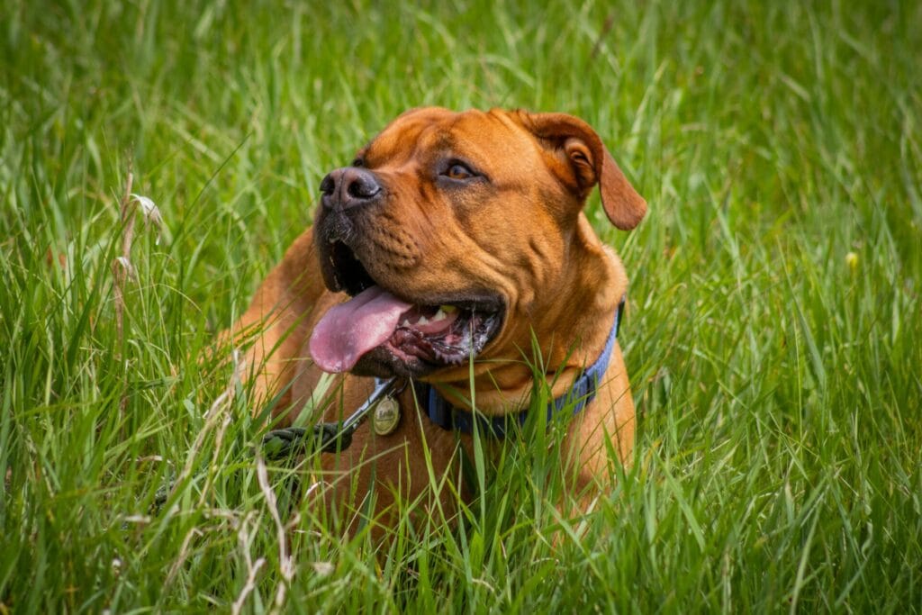 A Bordeaux Mastiff with brown fur and tongue out, resting peacefully on lush green grass.
