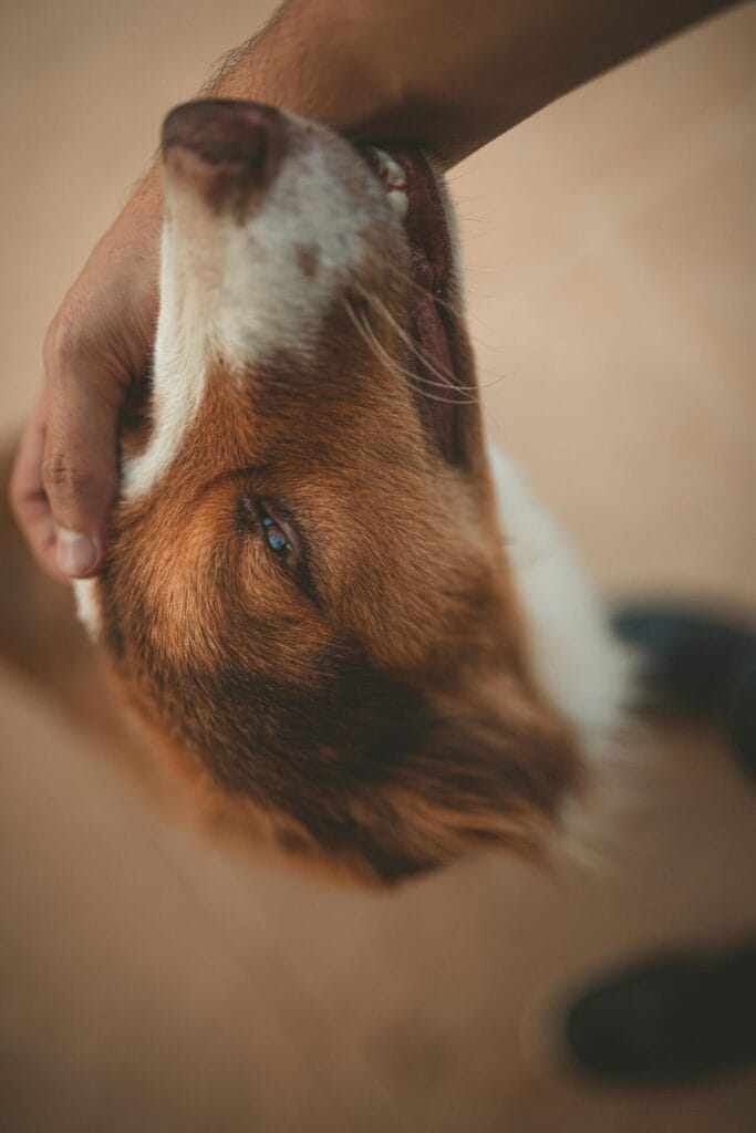 A cute brown and white dog being lovingly pet by its owner indoors.