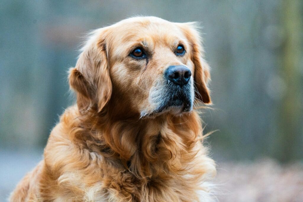 Close-up portrait of a Golden Retriever dog with soft focus outdoor backdrop.