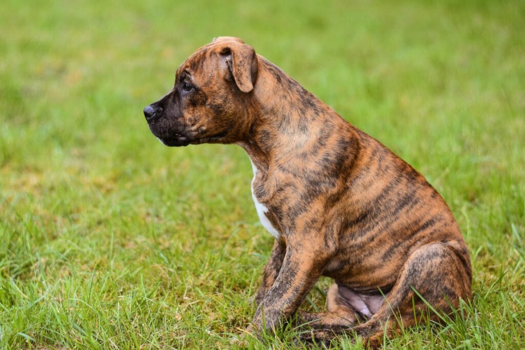 Cute boxer puppy with brindle coat sitting on lush green grass in a meadow, looking pensive.