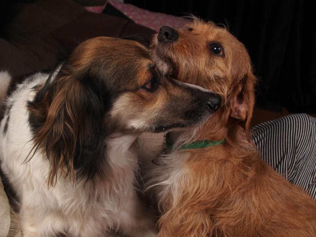 Two dogs showing affection and companionship indoors, capturing a heartwarming moment.
