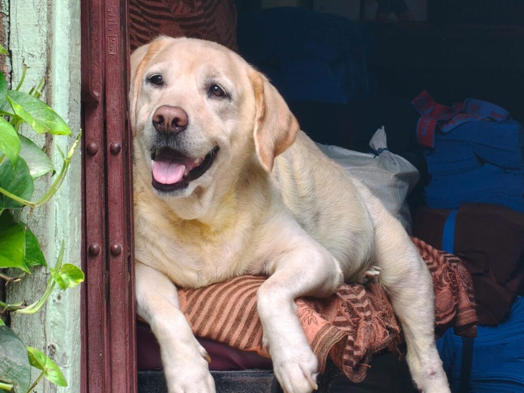 Content Labrador lying comfortably at home, displaying a joyful expression.