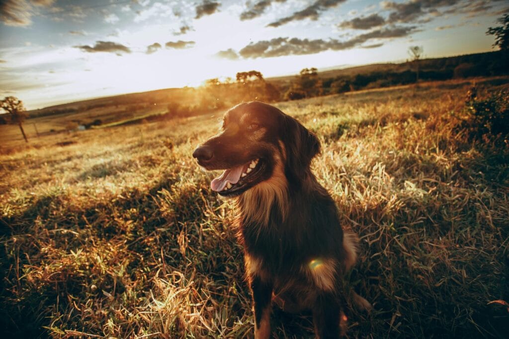 Faithful purebred dog sitting on dry autumn grass and looking curiously while sun setting on horizon