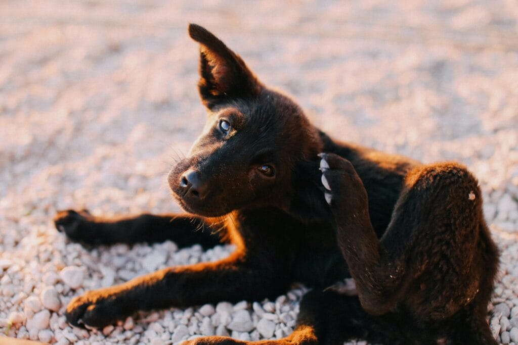 Close-up of a cute black puppy scratching on a sunny day, showcasing animal behavior.