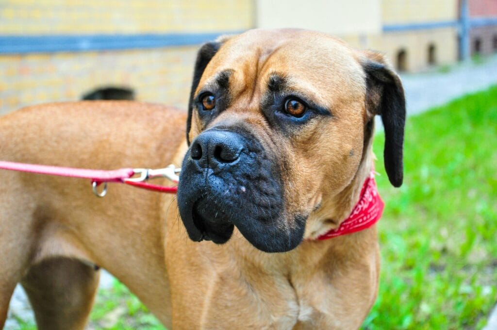 A detailed close-up of a Bullmastiff dog with a red bandana, showcasing its expressive eyes and strong build outdoors.