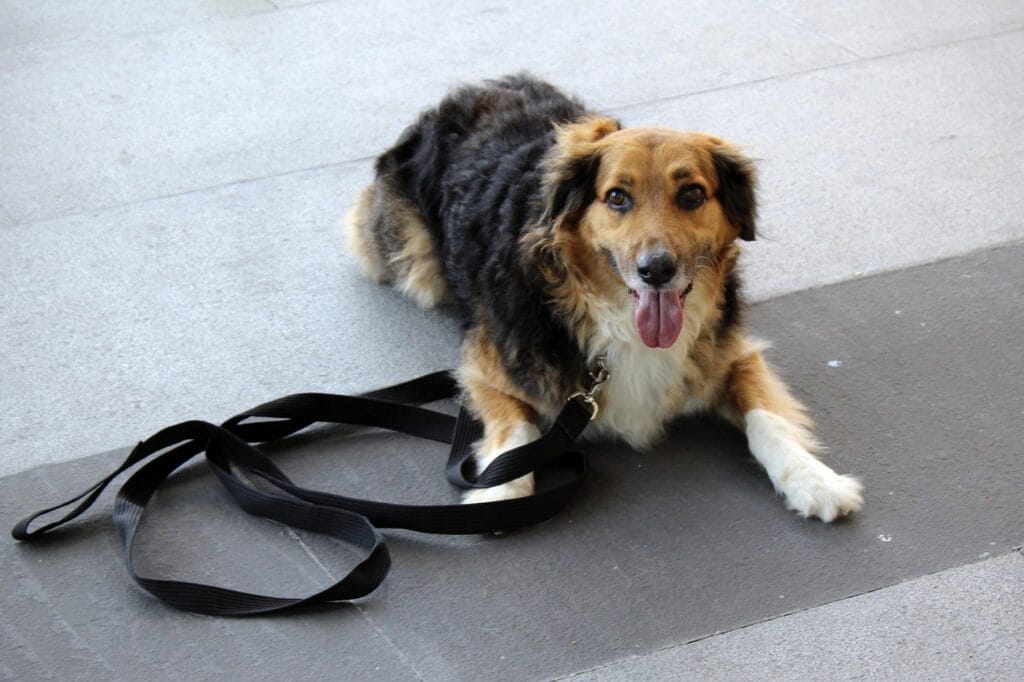 perro, stay, dog command, dog obedience, obedience training, trust, happy dog, calm, dog training, obedience training, happy dog, dog training, dog training, dog training, dog training, dog training