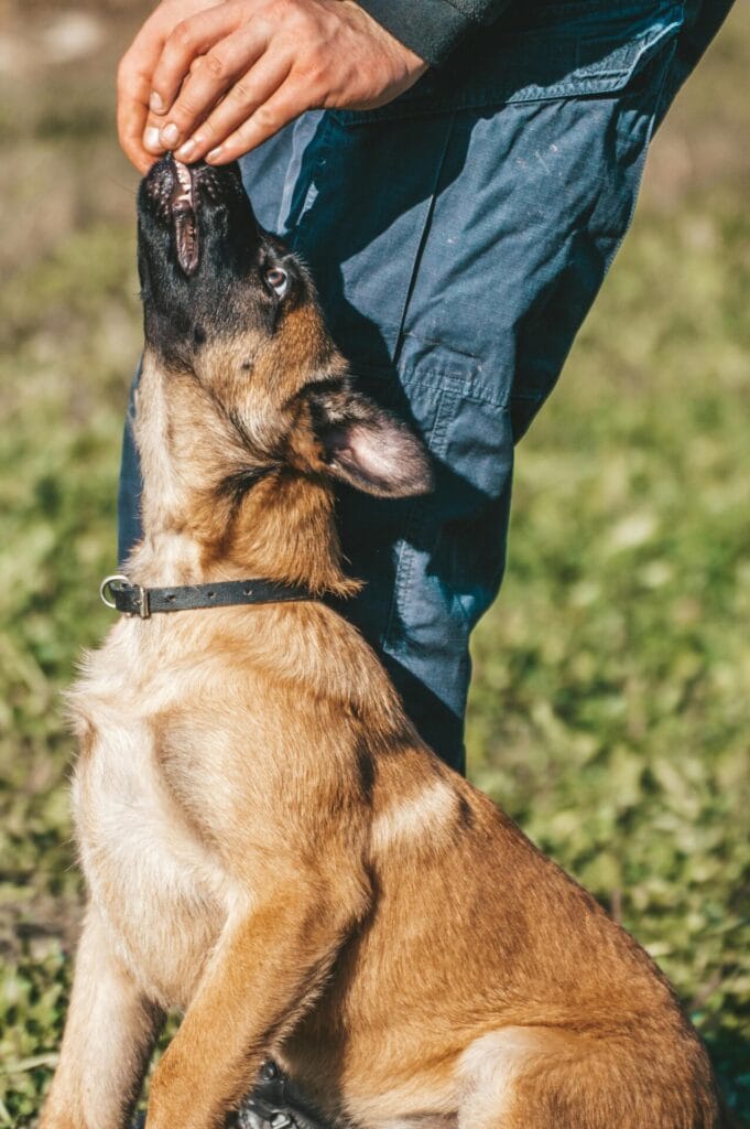 A Belgian Malinois puppy eagerly receives a treat during an outdoor training session with its handler's hand visible.