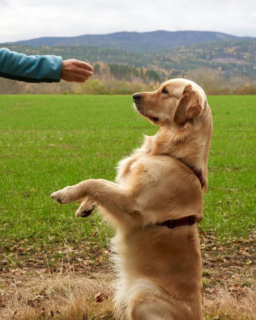 Golden Retriever in Krøderen, Norway being trained outdoors. Ideal for pet training visuals.