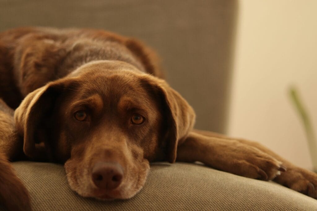 A brown dog laying comfortably on a couch, showing a calm and relaxed expression.