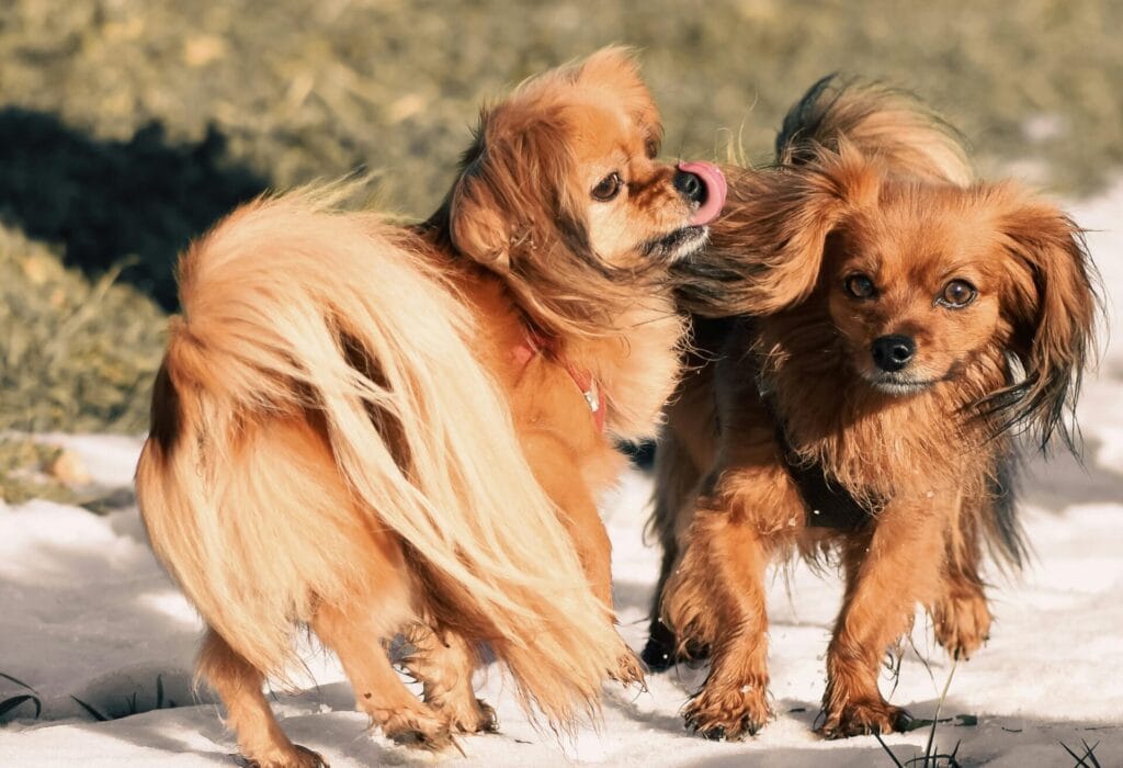 Two Tibetan Spaniels playing joyfully in the snow, showcasing their lively nature.