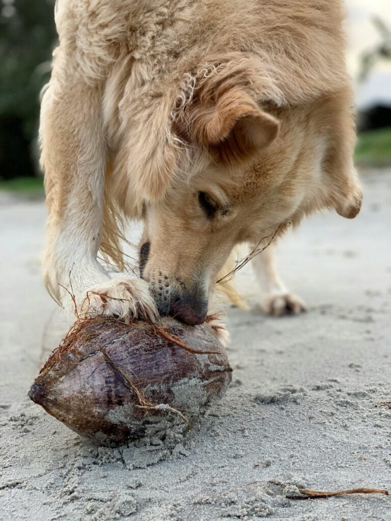 A curious golden retriever explores a coconut on a sandy beach.