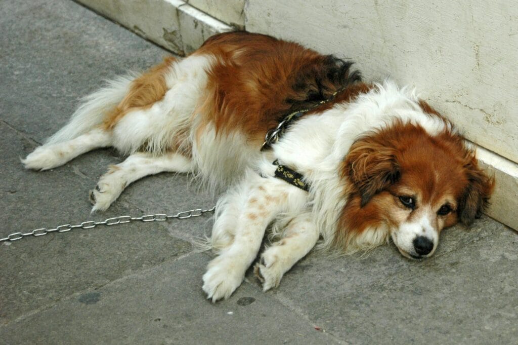 Adorable Kooikerhondje dog resting on a concrete floor with a leash attached, displaying a relaxed demeanor.