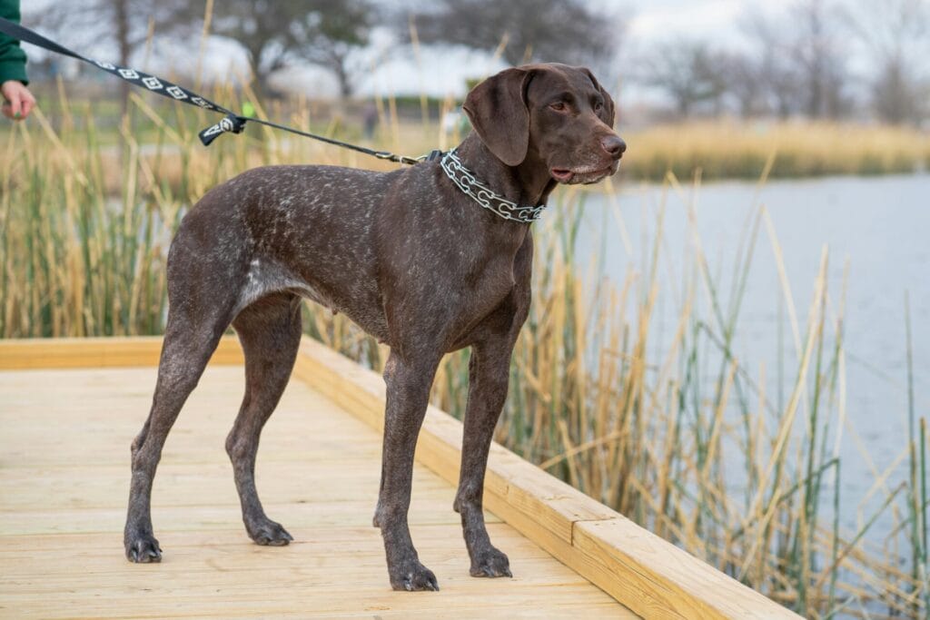 A German Shorthaired Pointer stands alert on a wooden pier by a lake.