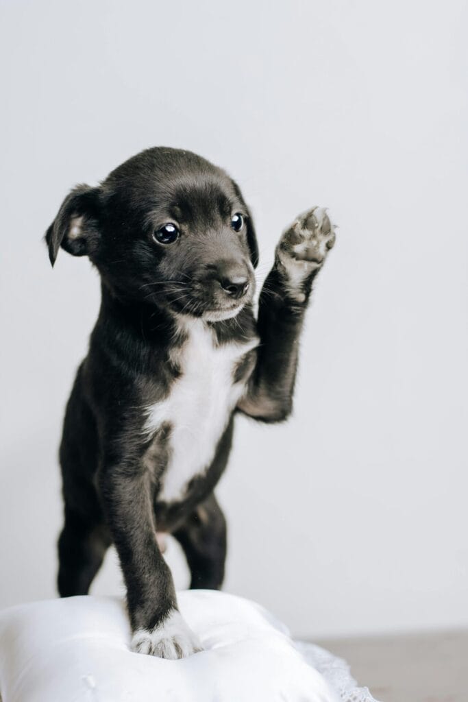 Cute black puppy raising its paw, perfect for pet lovers and mobile wallpapers.
