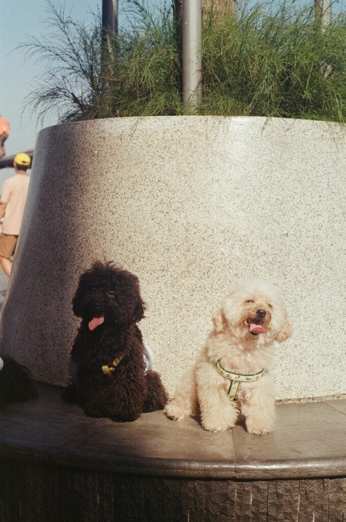 Two adorable toy poodles sitting outdoors on a sunny day.