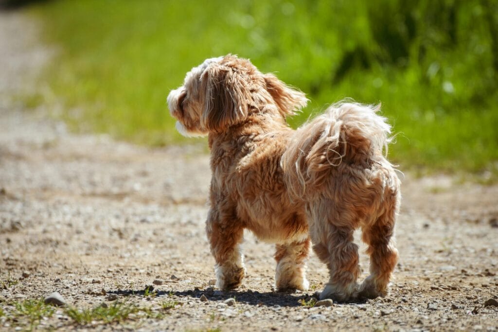 Cute long-haired dog with a fluffy tail standing on a path with a sunny background.