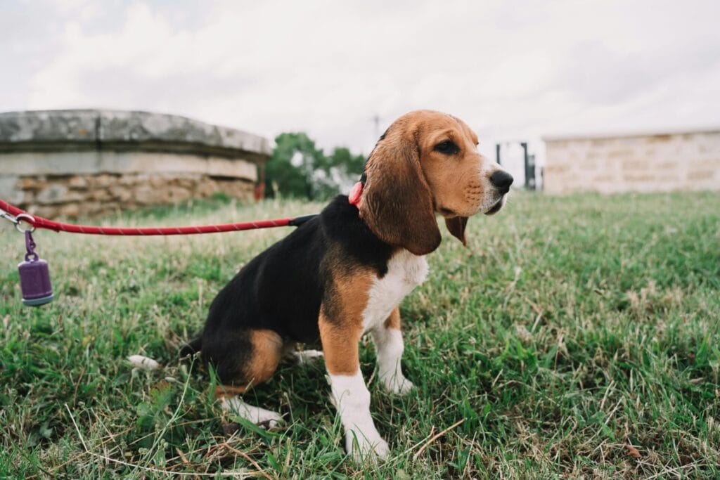 Cute beagle puppy with a leash sitting on grass. Perfect pet stock photo.
