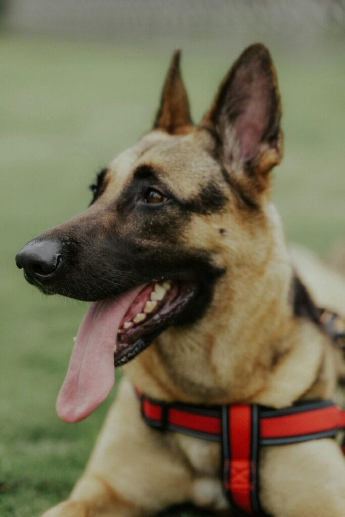German Shepherd dog panting outdoors, close-up, wearing a red harness.