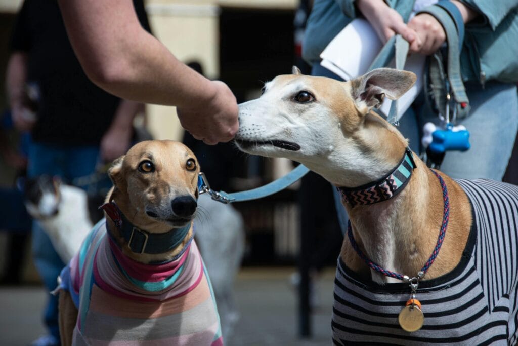 Two greyhounds in stylish collars enjoy a walk in Perth, Australia.