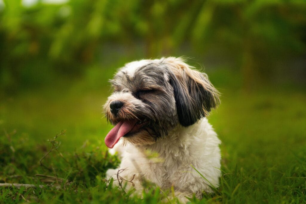 Cute Shih Tzu dog with tongue out, resting on vibrant green grass.