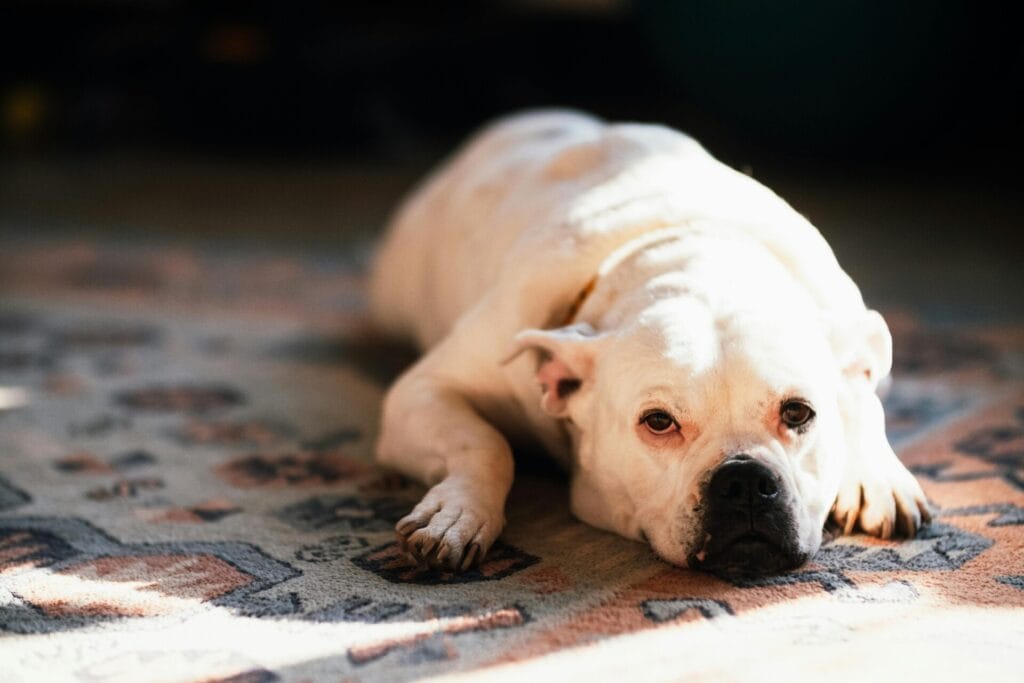 Close-up of a resting bulldog lying on a patterned carpet, illuminated by natural sunlight.
