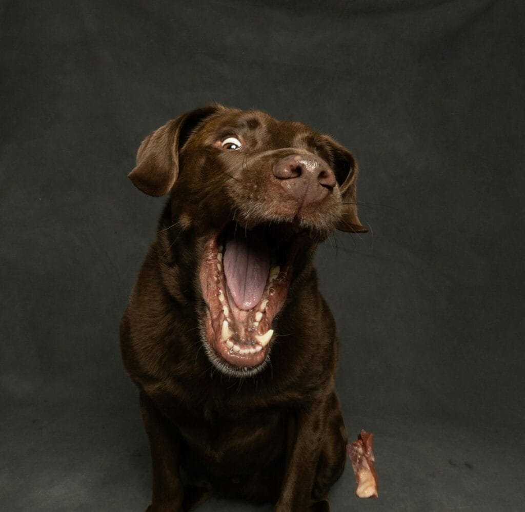 Close-up of a joyful brown Labrador Retriever with its mouth wide open against a dark background.