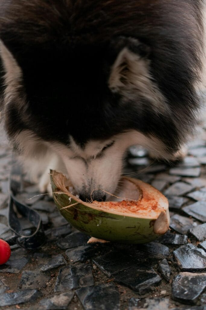 Alaskan Malamute dog savoring a coconut piece on a stone surface outdoors.