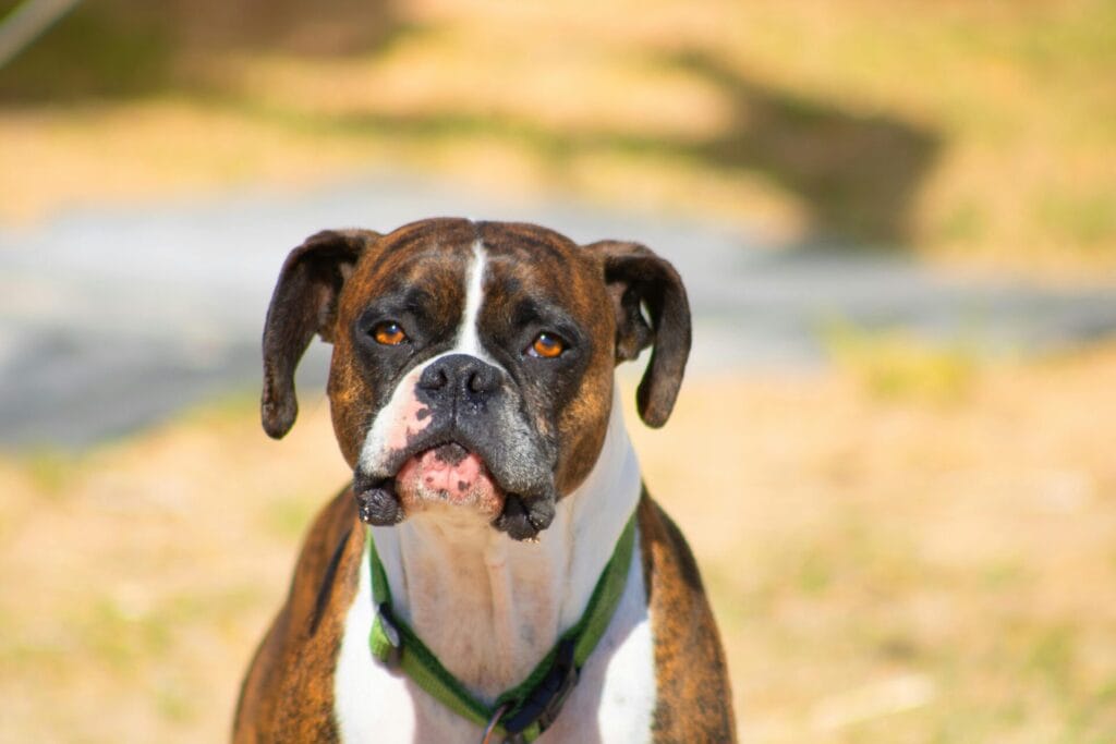 Bright outdoor portrait of a Boxer dog with a green collar in Walkerton, Ontario.