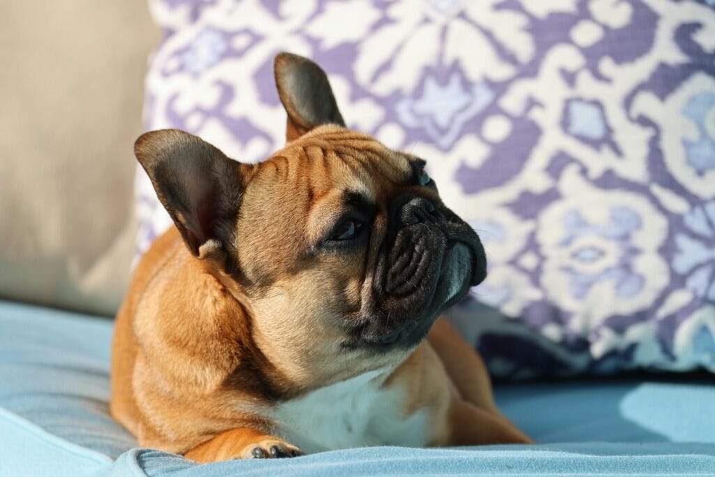 A cute French Bulldog lies comfortably on a patterned cushion indoors.