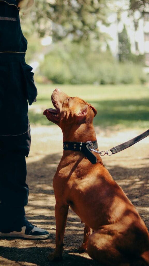 Brown dog in collar sitting attentively outdoors during a training session. Sunlit day.