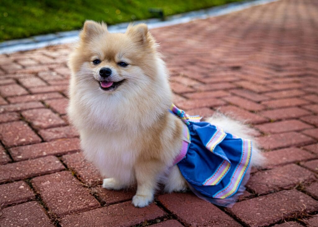 Charming Pomeranian in a blue dress sitting on a brick pathway outdoors.