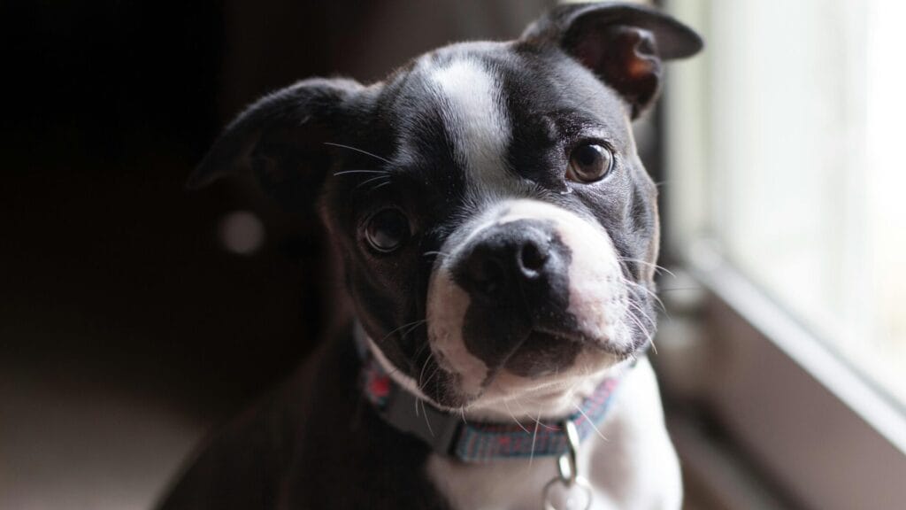 Cute close-up of a Boston Terrier puppy looking curious indoors.