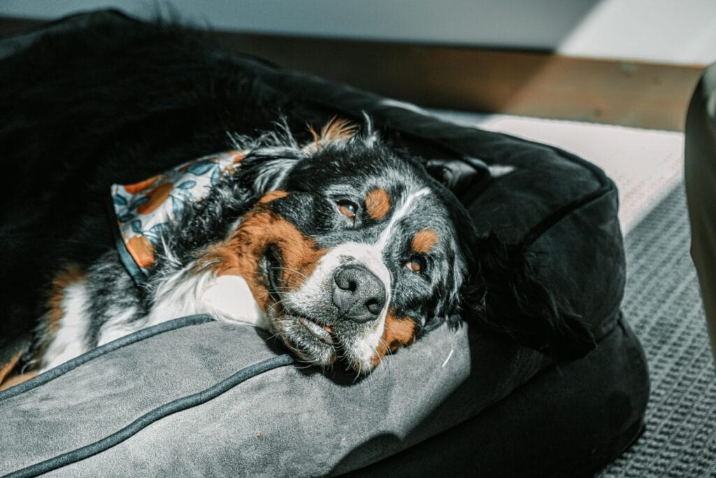 Bernese Mountain Dog resting peacefully on a plush dog bed indoors.