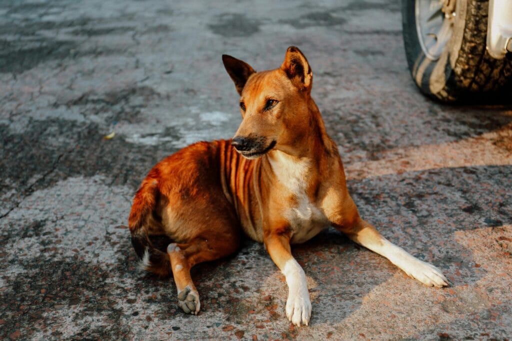 A street dog basking in sunlight on a concrete pavement, showcasing alert expression.