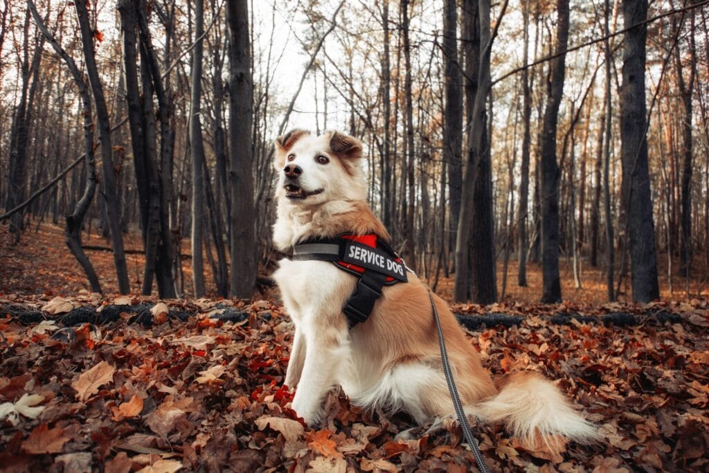 Service dog in a fall forest, among leaves, showcasing loyalty and nature's beauty.
