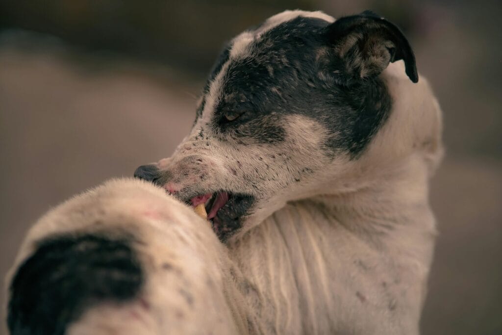 Close-up image of a stray dog with focused expression, captured in Hapur, India.