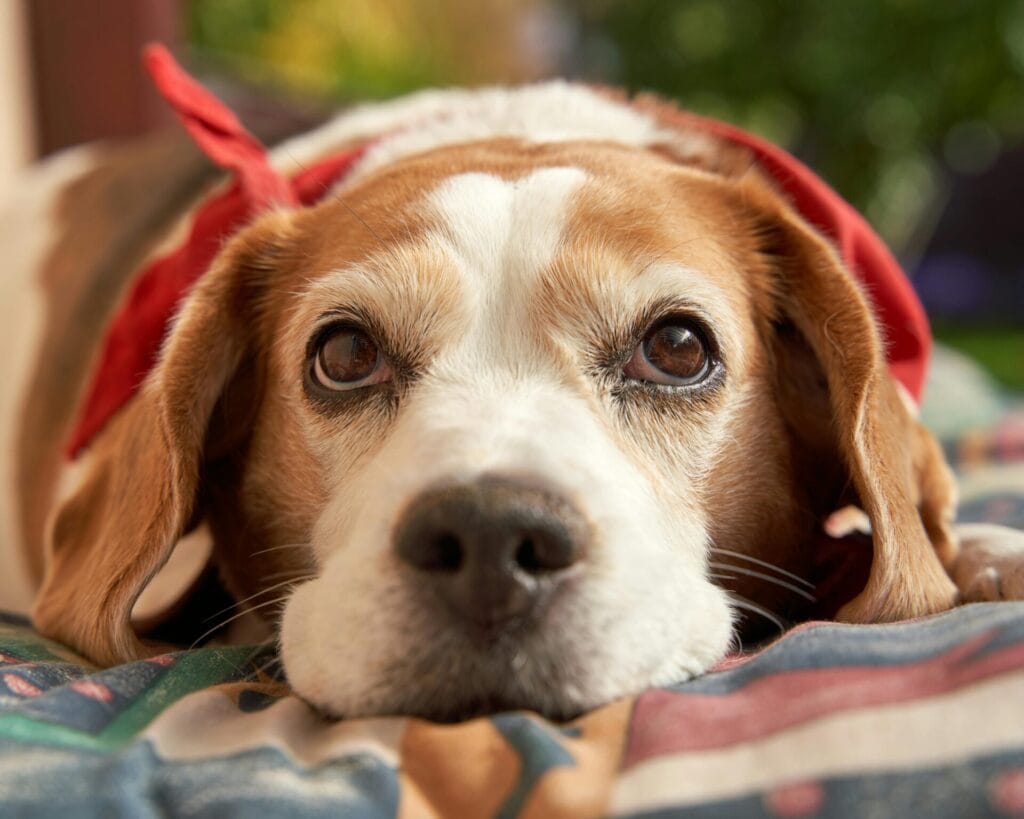 Charming beagle resting with a red scarf in a relaxed pose on a colorful blanket.