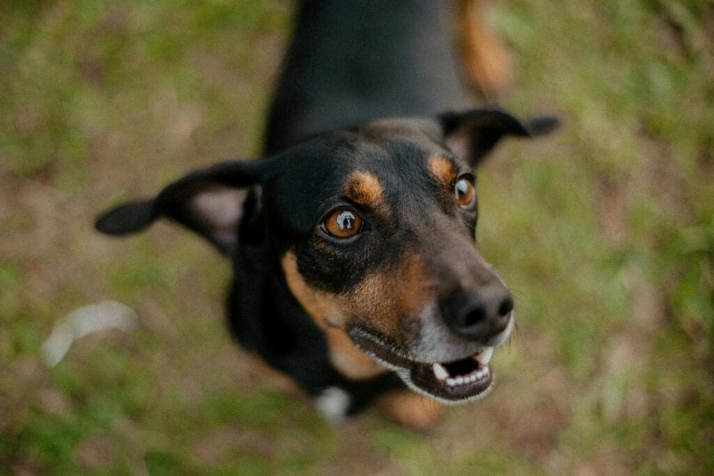 Charming close-up of a brown and black dog with a joyful expression in an outdoor setting.