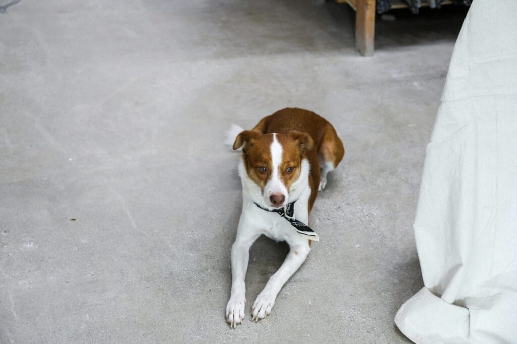 A charming dog lounging indoors in New York, showcasing its cute demeanor.